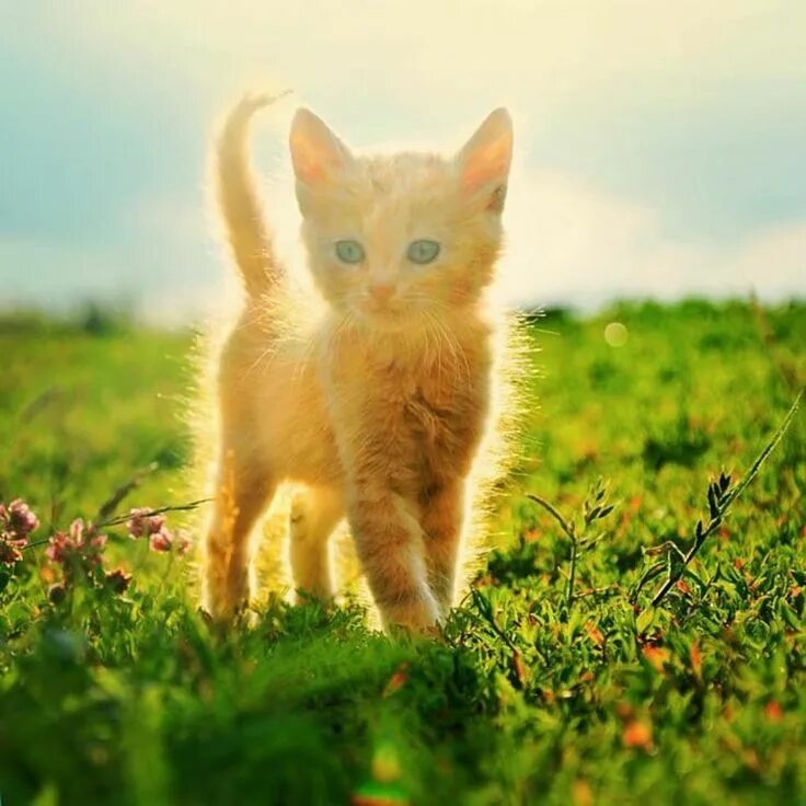 Звери под солнцем. Солнечный котенок. Котёнок и солнышко. Котенок на солнце. Солнечная кошка.