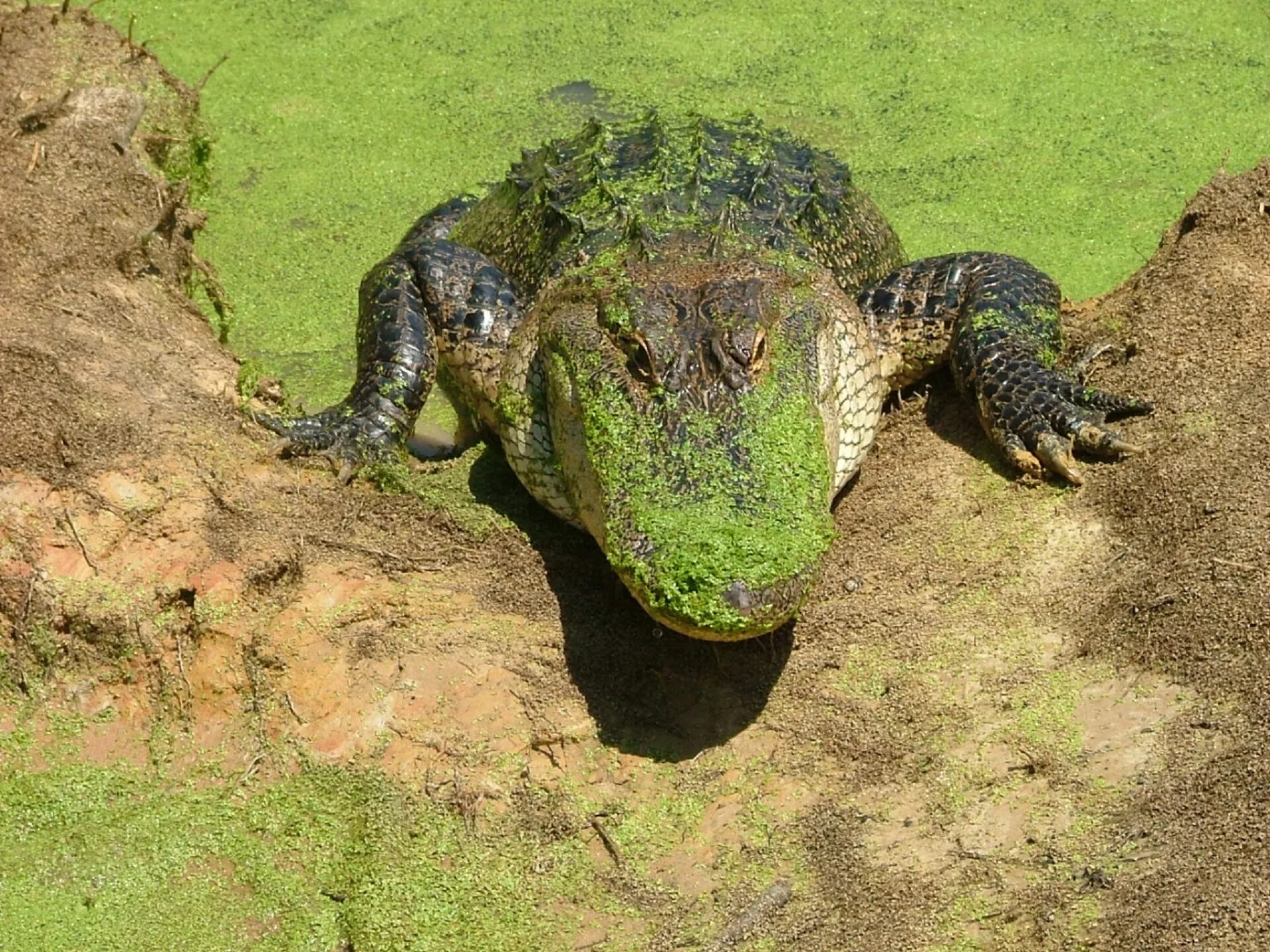 Нильская черепаха. Болотный Аллигатор. Болотный крокодил Магер. Болото Манчак крокодилы. Болото с аллигаторами.