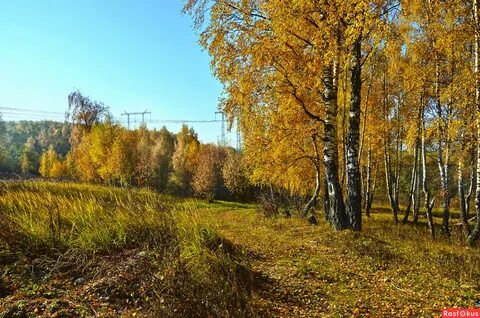 Федоровская осень на опушке