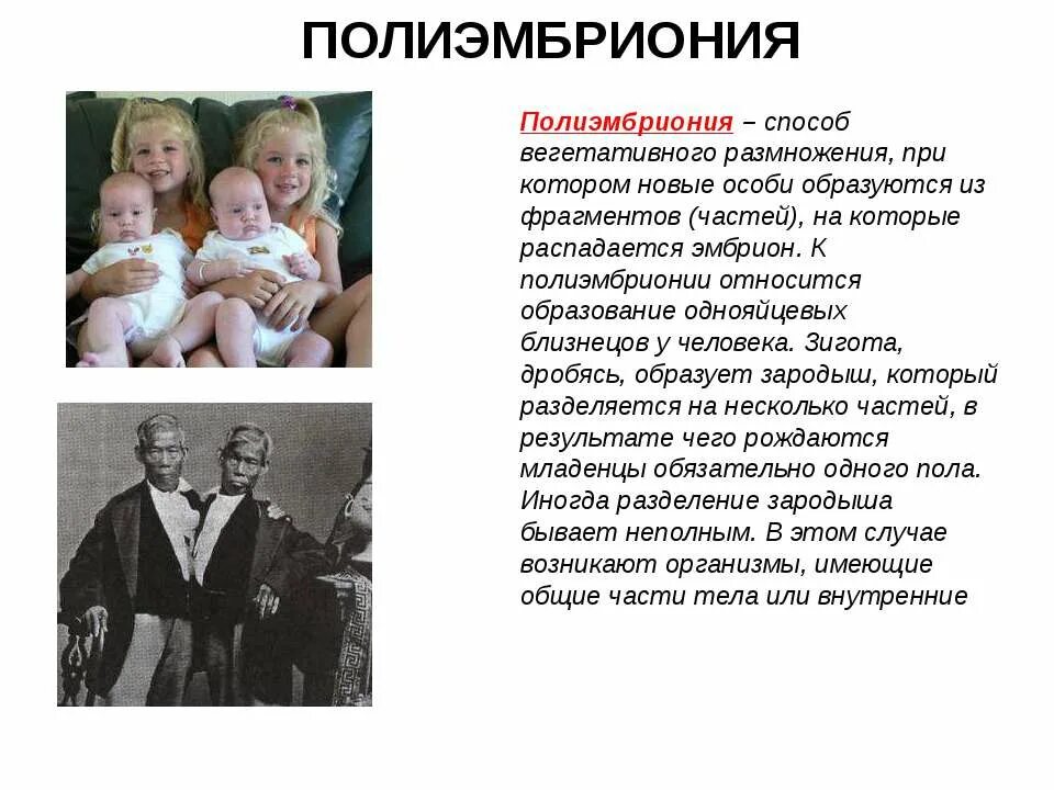 Полиэмбриония какое размножение. Полиэмбриония. Полиэмбриония способ размножения. Полиэмбриония у человека. Полиэмбриония бесполое размножение.