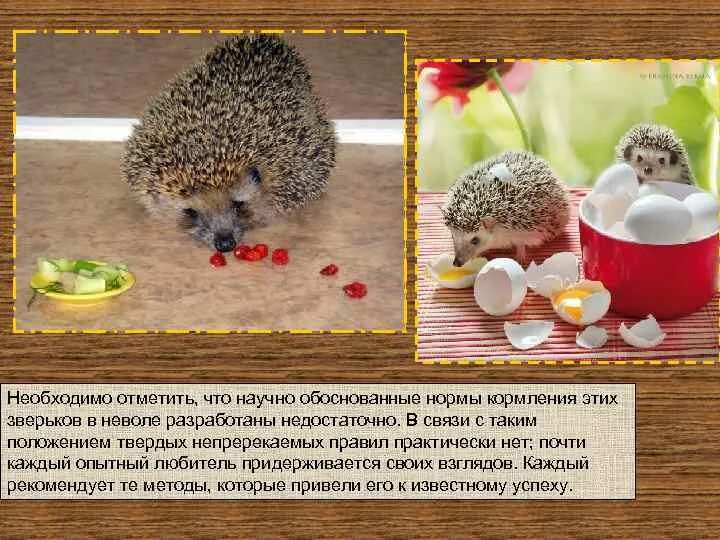 Молоко ежику. Рацион ежика. почему ежам нельзя молоко. основной рацион ежа. что кушают ежики в домашних условиях.