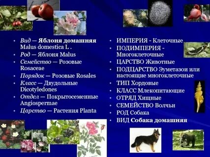 Класс яблони биология