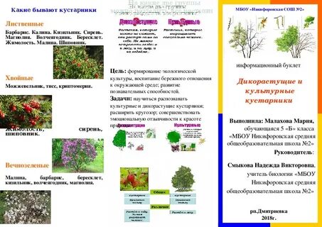 Дикорастущие кустарники 1 класс окружающий