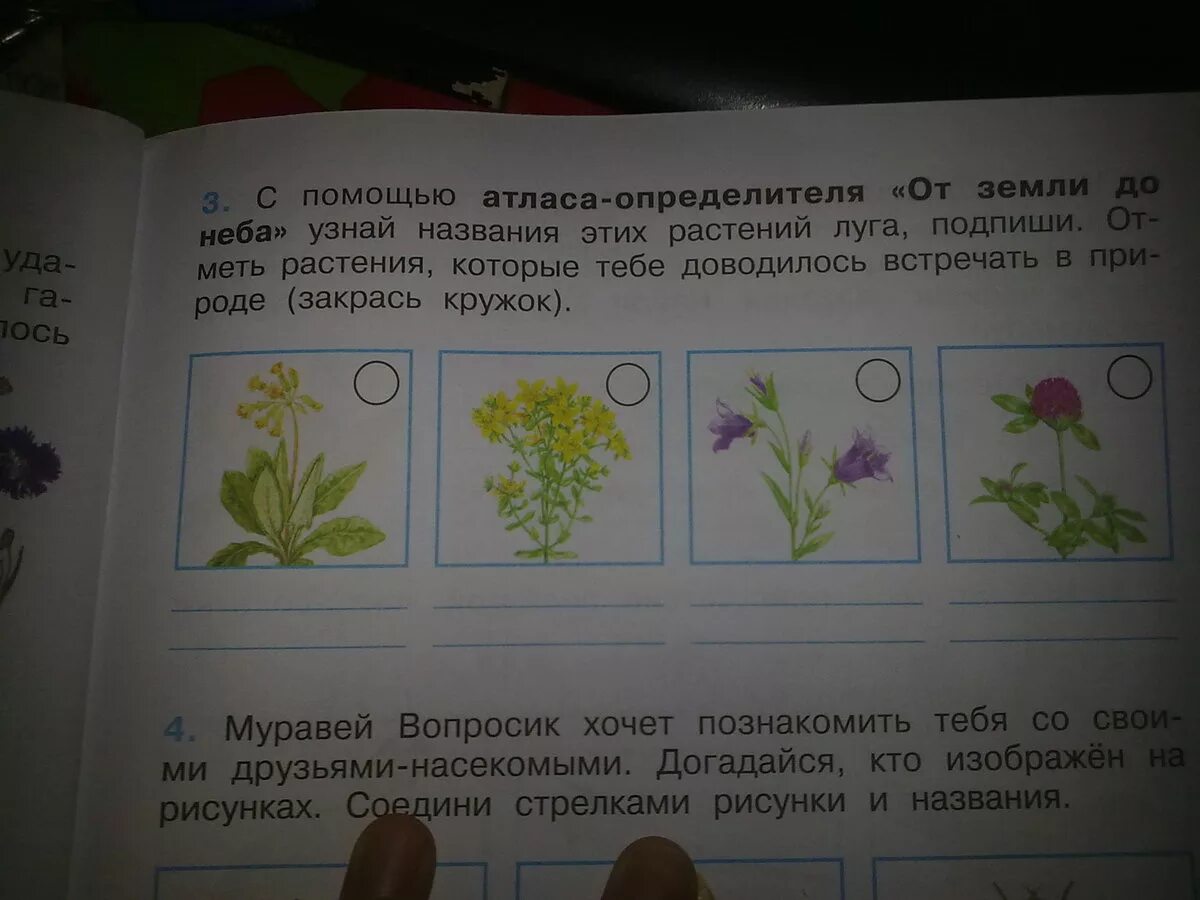 Окружающий мир 3 класс рабочая страница 71. Подпишите названия растений. Запиши названия растений. Окружающий мир. Цветы.. Название растений по окружающему.