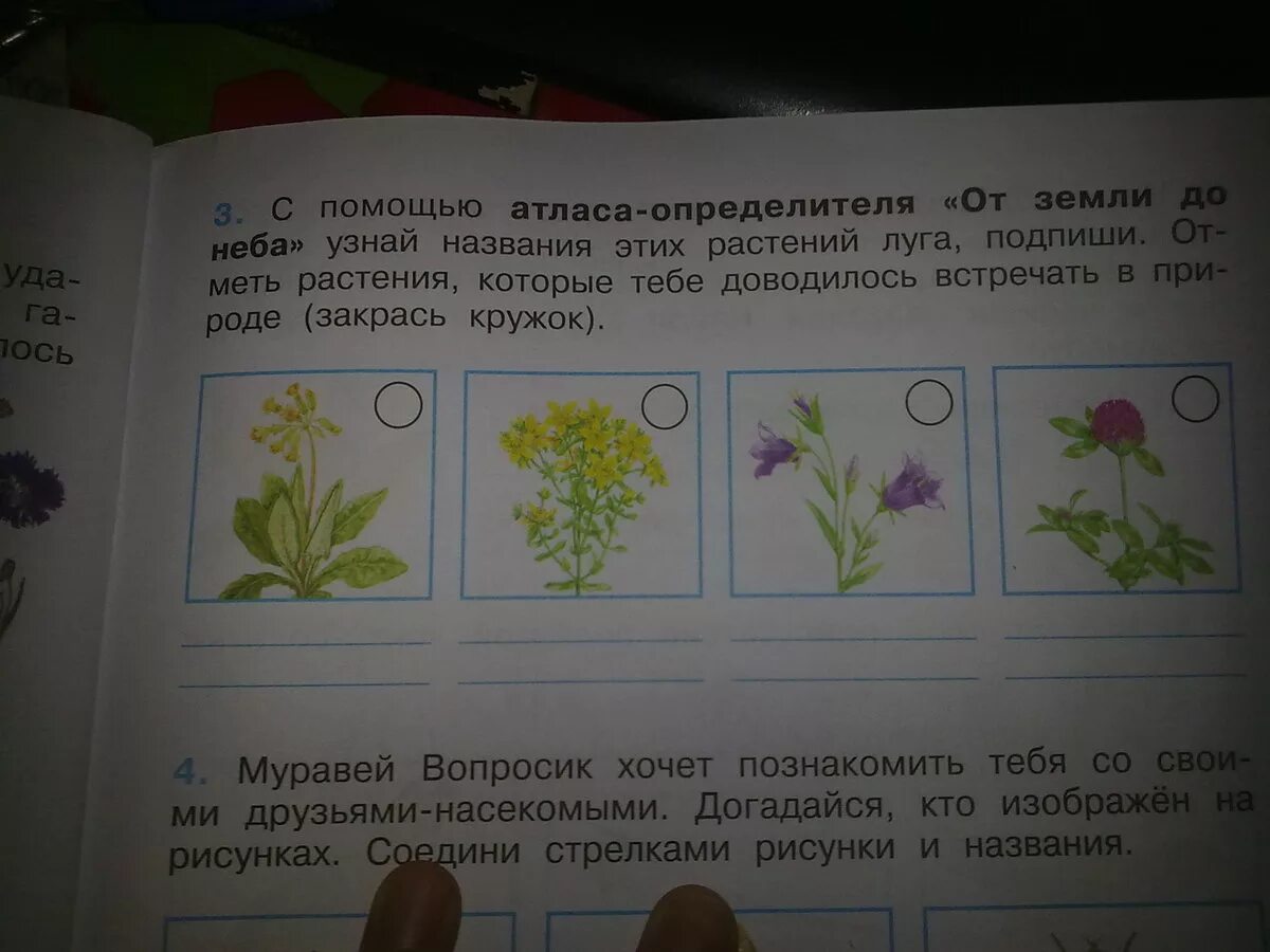 Окружающий мир. Цветы.. Подпишите названия растений. Название растений по окружающему. Цветы по окружающему миру 1 класс.