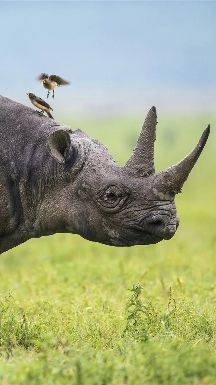 Воловьи птицы и носорог тип. Воловьи птицы и носорог. Африканский носорог. Рогатый носорог. Копытные и воловьи птицы.