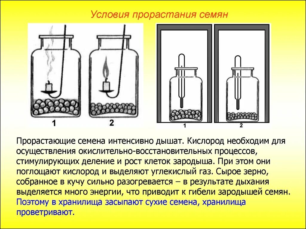 Для прорастания семян необходимо наличие воды. Условия необходимые для прорастания семян. Условия прорастания сем. Факторы прорастания семян. Условия прорастания семян опыт.