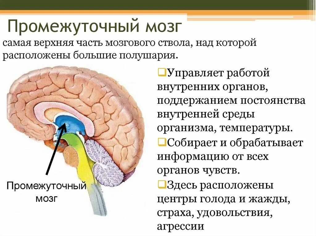 Гипоталамус содержит центры голода и жажды. Отделы промежуточного мозга. Центры промежуточного мозга. Промежуточный мозг. Промежуточный мозг строение.