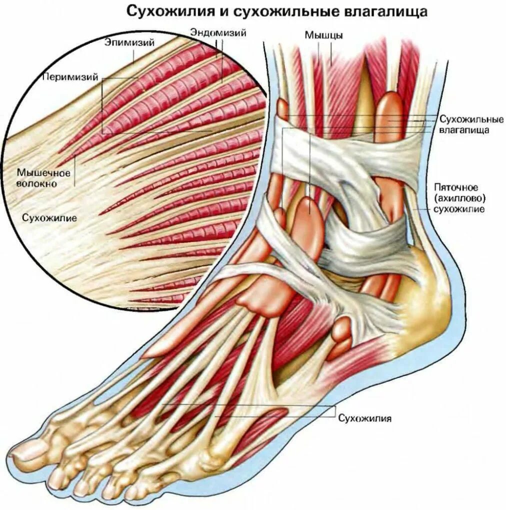 Укороченное сухожилие. Мышцы голеностопного сустава анатомия. Голеностопный сустав анатомия строение мышцы. Сухожилия голеностопного сустава анатомия. Анатомия стопы мышцы связки сухожилия.