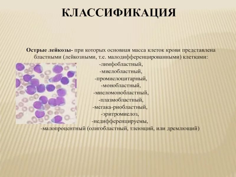 Недифференцированный лейкоз. Острый лейкоз классификация картина крови. острый недифференцированный лейкоз картина крови. острый промиелоцитарный лейкоз презентация. острый промиелоцитарный лейкоз классификация.