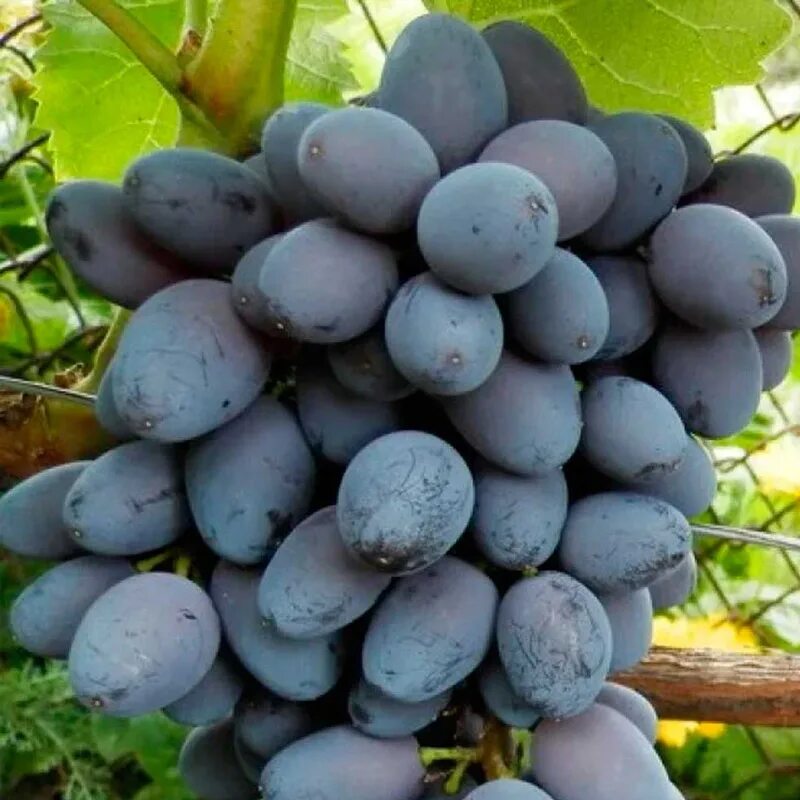 Сорт винограда кишмиш юпитер. Виноград культурный юпитер. Кишмиш юпитер фото описание. Виноград кишмиш юпитер. Кишмиш юпитер фото описание.