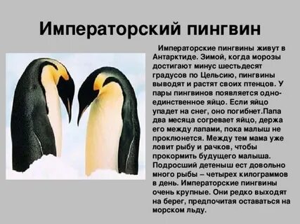 Красная книга серые страницы