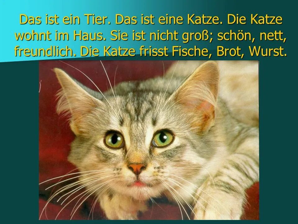 Ist das katze. Котэ представляет. die katze она. почему у животных нет воображения. фото кота 730 * 400.