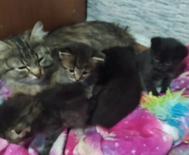 Сдам котенка. Сдам котенка