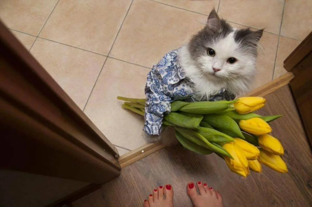 Кот ест мимозу. Кот с букетом. Котик с цветами. Кот дарит цветы. Кот дарит тюльпаны.
