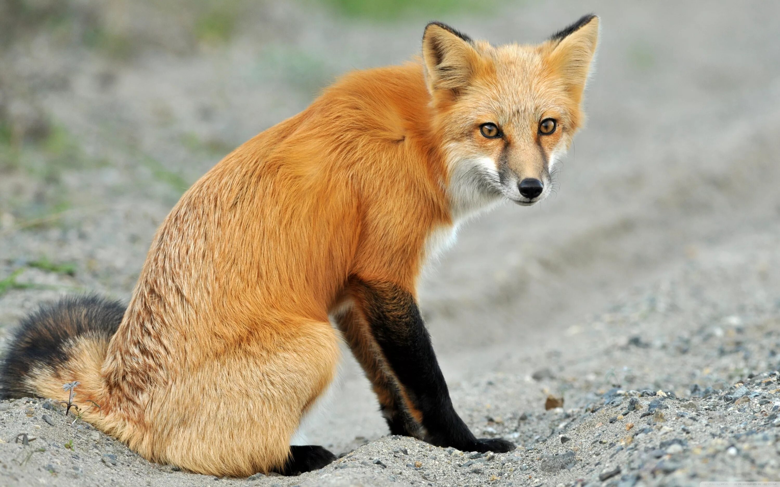 Лиса. Лисица (Vulpes Vulpes). Рыжая лисица. Обычная лиса. Tpof fox