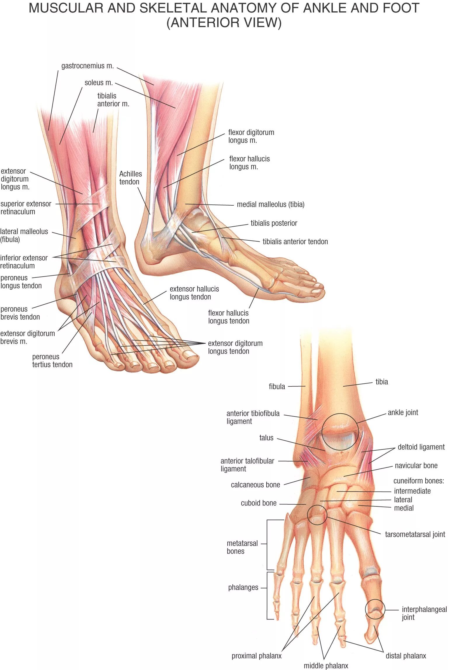 Foot muscle. Анатомия лодыжки человека. Голеностоп анатомия кости. Строение ноги человека голеностоп. Нога анатомия строение голеностопа.