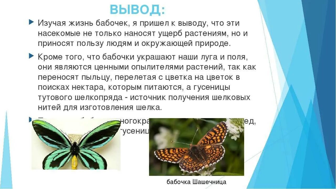 Какой вред бабочек. Бабочки для презентации. Проект про бабочек. Польза бабочек. Полезные бабочки для человека.