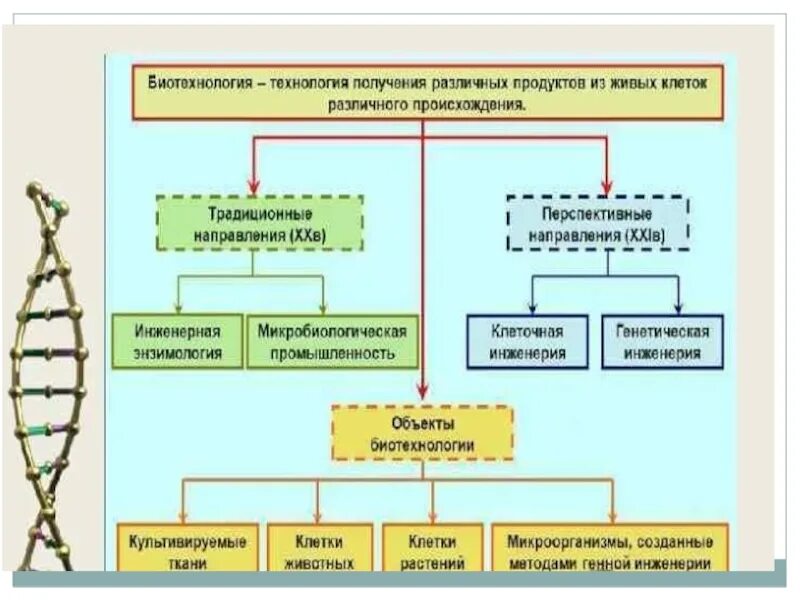 Методы направления биотехнологии. Биотехнологии в растениеводстве. Применение биотехнологий в растениеводстве. Биотехнологии в растениеводстве презентация. Основные направления биотехнологии.