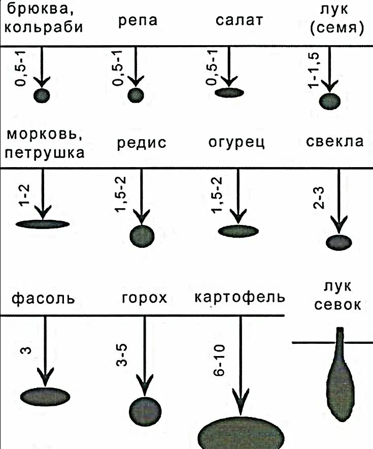 Глубина заделки семян томатов. Схема посева редиса в открытом грунте. Посев свеклы в открытый грунт схемы. Схема посадки огурцов в открытый грунт. Огурцы посев в открытый грунт семенами схема.