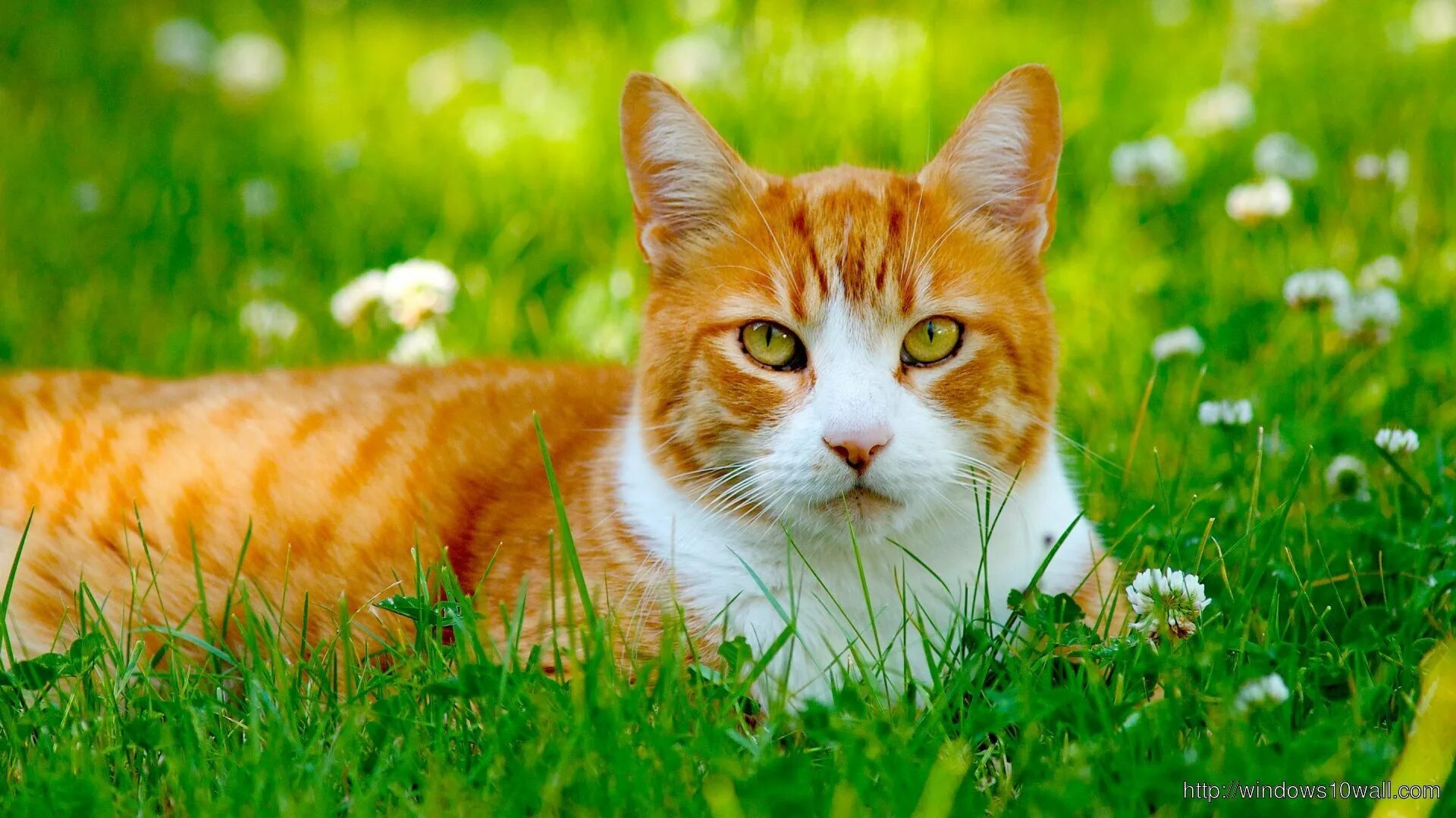 Фон рыжий кот. Рыжий кот. трава для кошек. рыжий кот на природе. рыжий кот в траве.