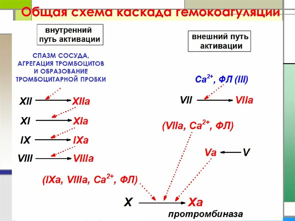 Фазы гемокоагуляции. Общая схема гемокоагуляции. фактор запускающий внешний путь гемокоагуляции.