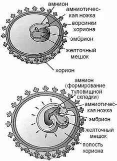 Амнион гистология