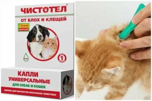Как обрабатывать каплями от клещей. Капли от блох и клещей для собак и кошек. чистотел капли от блох для собак. капли от блох и клещей чистотел. чистотел капли от блох для кошек.