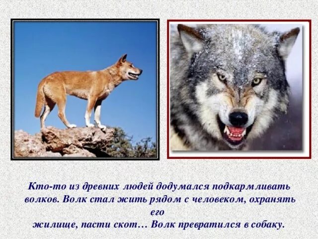 Сонник нападающий волк. Волк во сне к чему снится. Приснился волк к чему это. К чему снятся волки. Сонник волк.