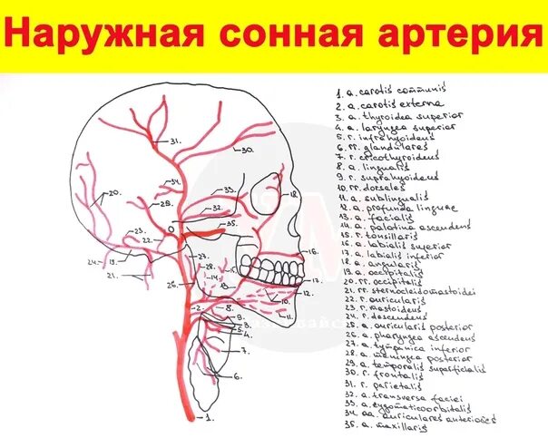 Наружная Сонная артерия анатомия. Наружная Сонная артерия схема. Ветви наружной сонной артерии схема. Наружная Сонная артерия анатомия ветви. Сонные артерии на лице