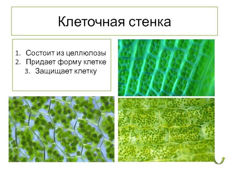 Целлюлозная клеточная стенка. Клеточная стенка из целлюлозы. Клеточная стенка растений состоит из. Целлюлоза в клеточной стенке. Стенка растительной клетки содержит