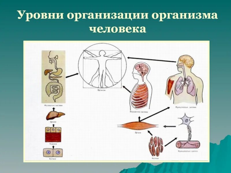 Организм человека биологическая система. Уровни организации организма человека. Уровнирганизации организма. Схема организации организма человека. Уровень организации тела