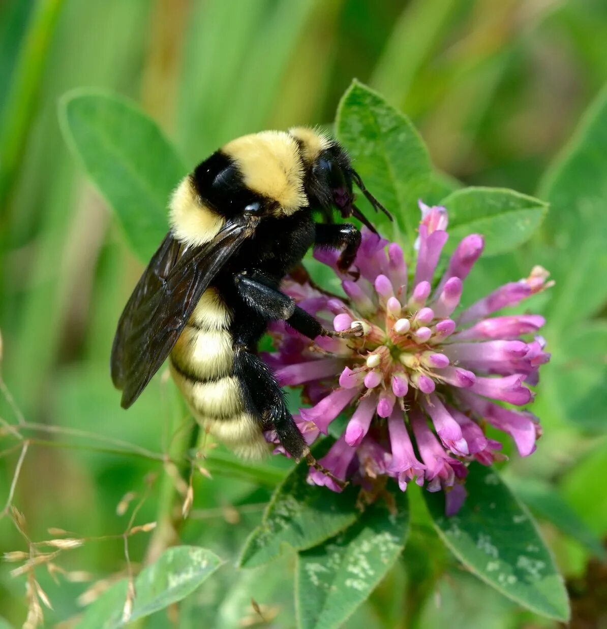 Как называется шмель. Степной шмель bombus fragrans. bombus bombus шмель. шмель армянский - bombus armeniacus. шмель шренка – bombus schrencki.