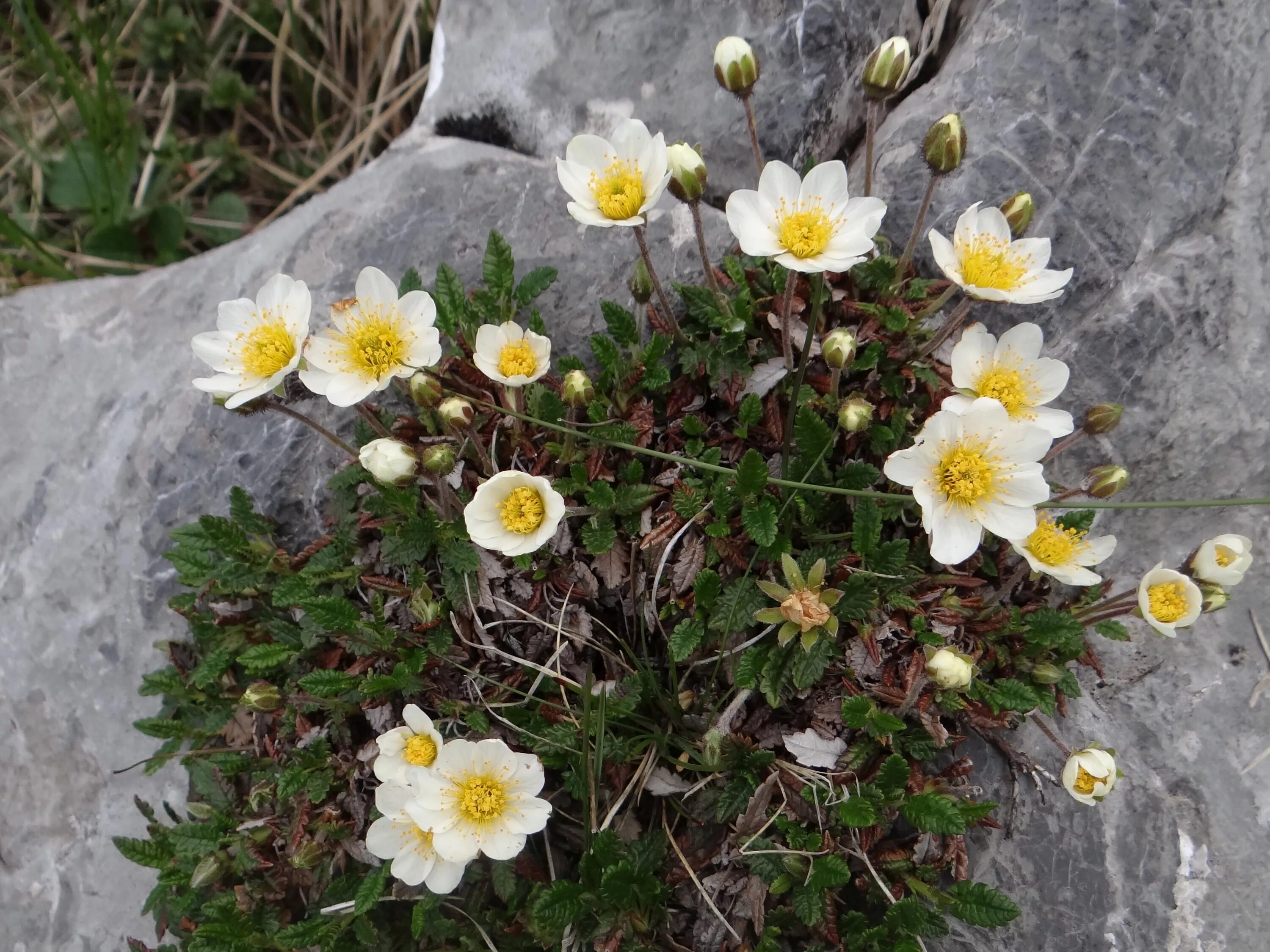 Дриада цветок. Дриада восьмилепестковая dryas octopetala. дриада куропаточья трава. дриада в тундре. дриада восьмилепестная (driada octopetala).