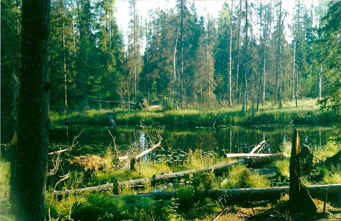 Поселок между. Болото Карелии. Болото Могильный мыс. Могильный мыс Чаинский район. Болото Пайрецкое.