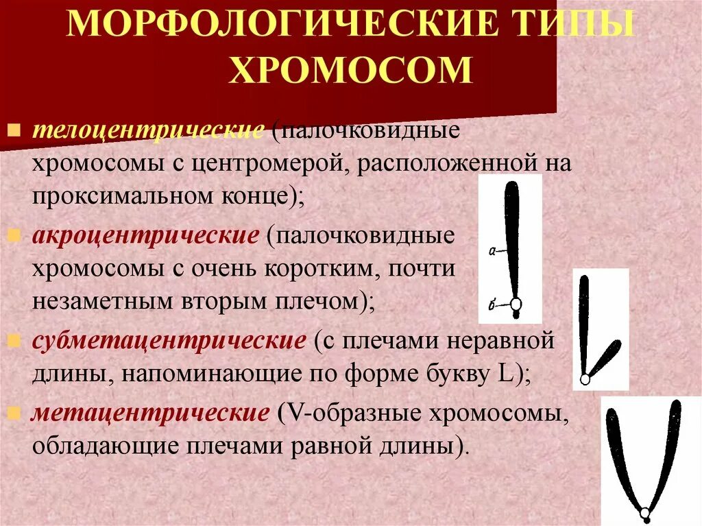 Какие типы хромосом вам известны. Морфологические типы хромосом. Морфологические типы хро. Структура и типы хромосом.. Основные морфологические типы хромосом.