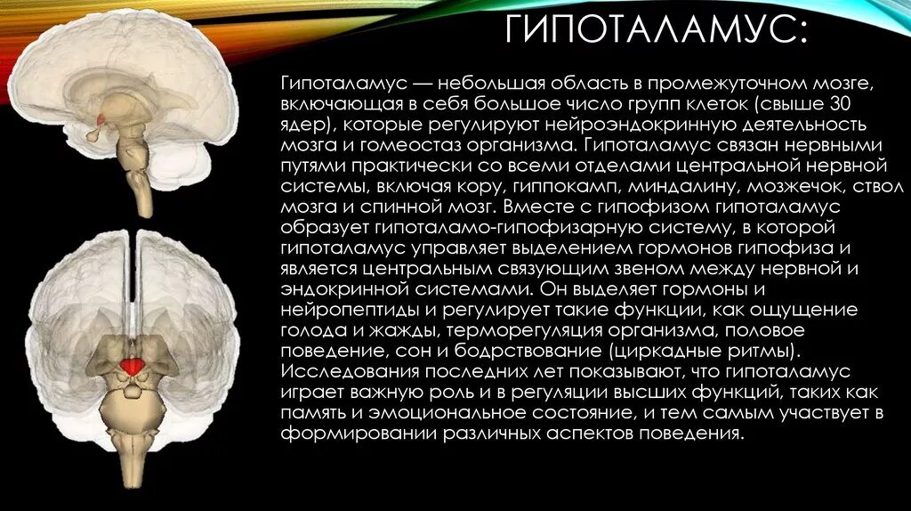 Гипоталамус содержит центры голода и жажды. Строение мозга таламус гипоталамус. Функции гипоталамуса головного мозга человека. Строение головного мозга гипоталамус. Участие в регуляции функций промежуточный мозг гипоталамус.