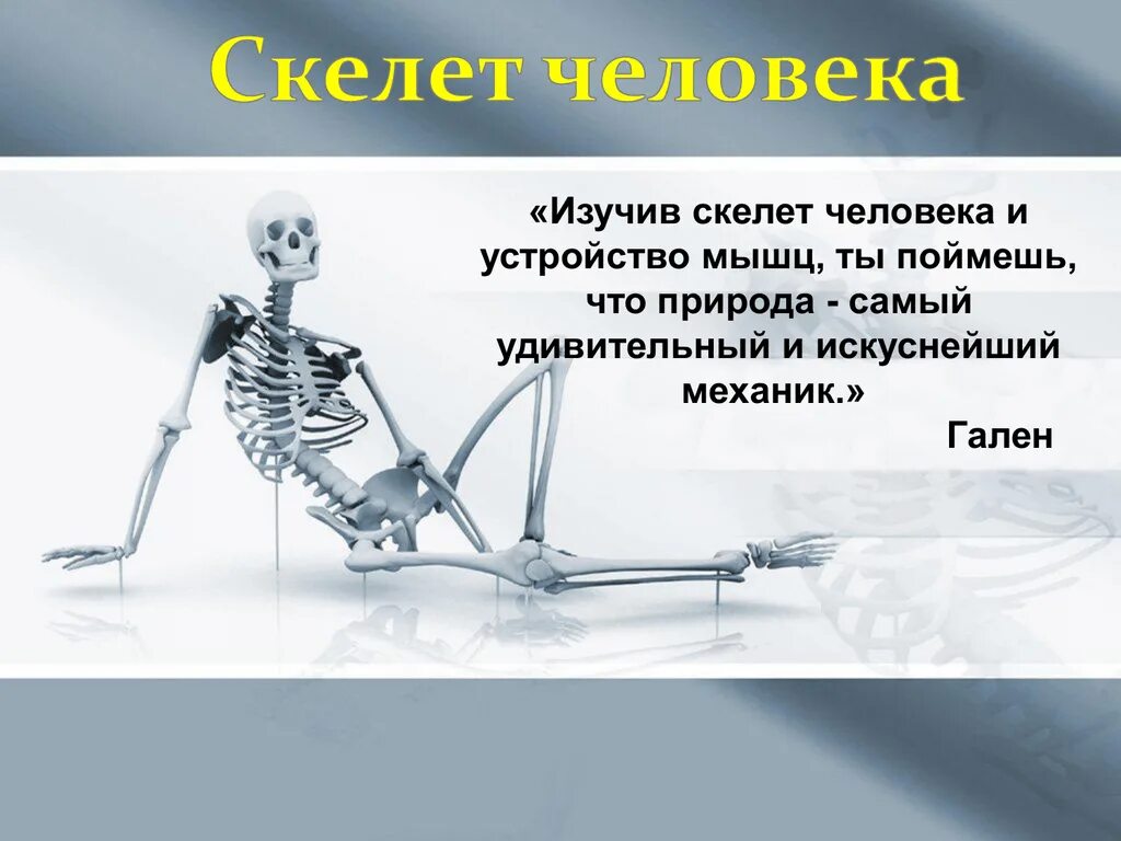 Облегченный скелет. Скелет человека. Скелет человека доклад. Сообщение о скелете человека. Скелет человека для начальной школы.