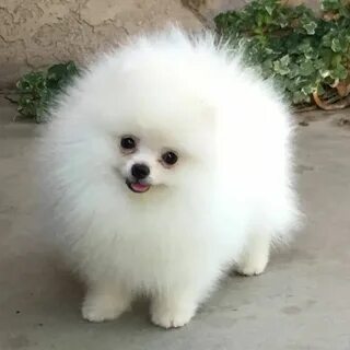 Китайский шпиц