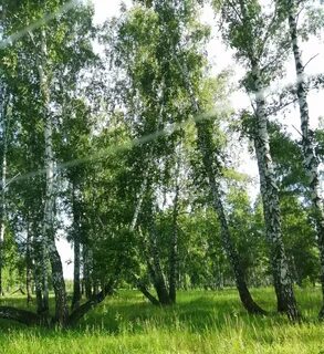 Вид рощи 6