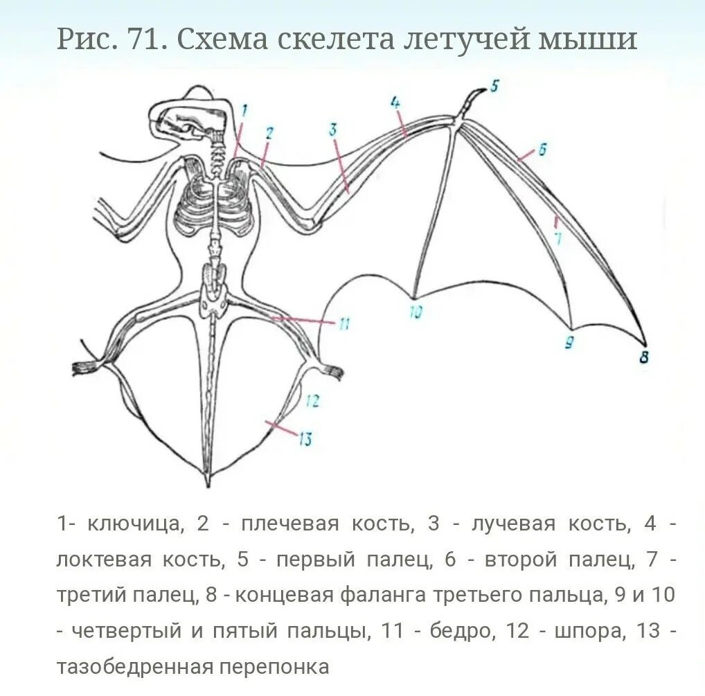 Сколько валют крыло летучей мыши мм2. Рукокрылые строение скелета. Строение крыла рукокрылых. Строение рукокрылых млекопитающих. Строение скелета летучей мыши.