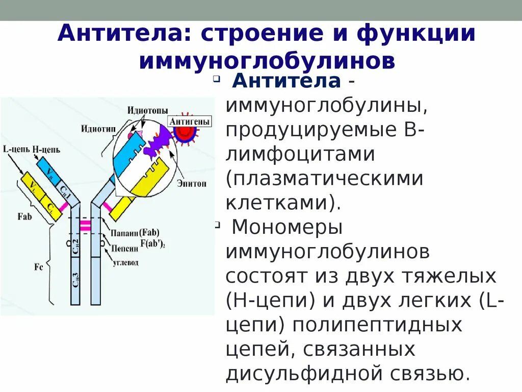 Иммуноглобулин это простыми. Иммуноглобулины структура и функции. Антитела иммуноглобулины структура. Строение антител иммуноглобулинов. Строение иммуноглобулинов иммунология.