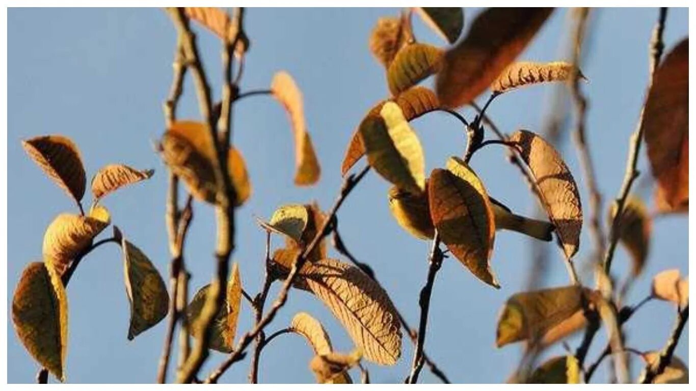 Найди птицу на фото. Найдите птицу на картинке. Птица маскирующаяся под листья. Игра Найди на фото птицу.