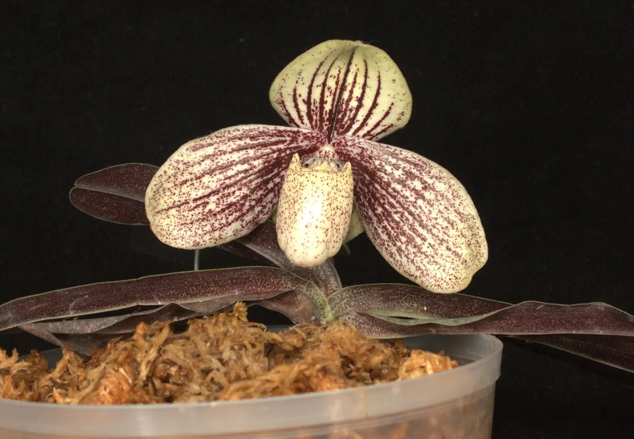 Американский гибрид. Paphiopedilum myanmaricum. Пафиопедилум американский гибрид. Пафиопедилум Кертис рот фан. Paphiopedilum Harold Koopowitz.