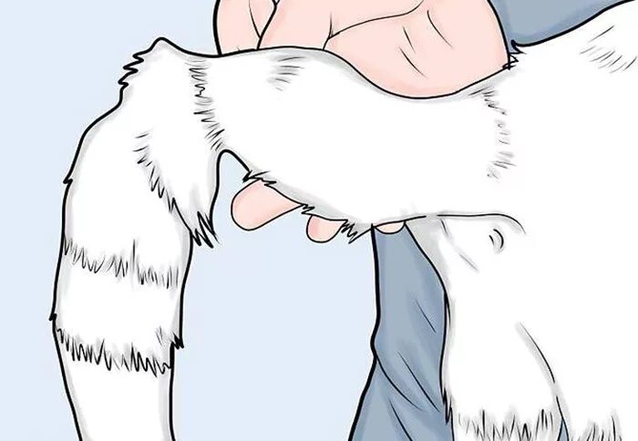 Кот с хвостом. Перелом задней лапы у кота. Как понять что сломан хвост. Перелом хвоста у собаки рентген. Кот с переломанным хвостом.