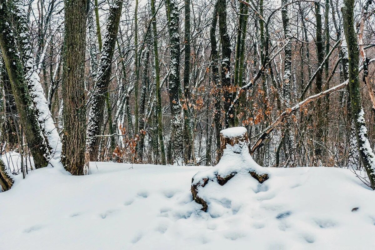 тропинка в зимнем лесу. зимняя тропа в лесу. тропинка в лесу зимой. пень в лесу зимой. снег занесло тропки и дорожки в лес.