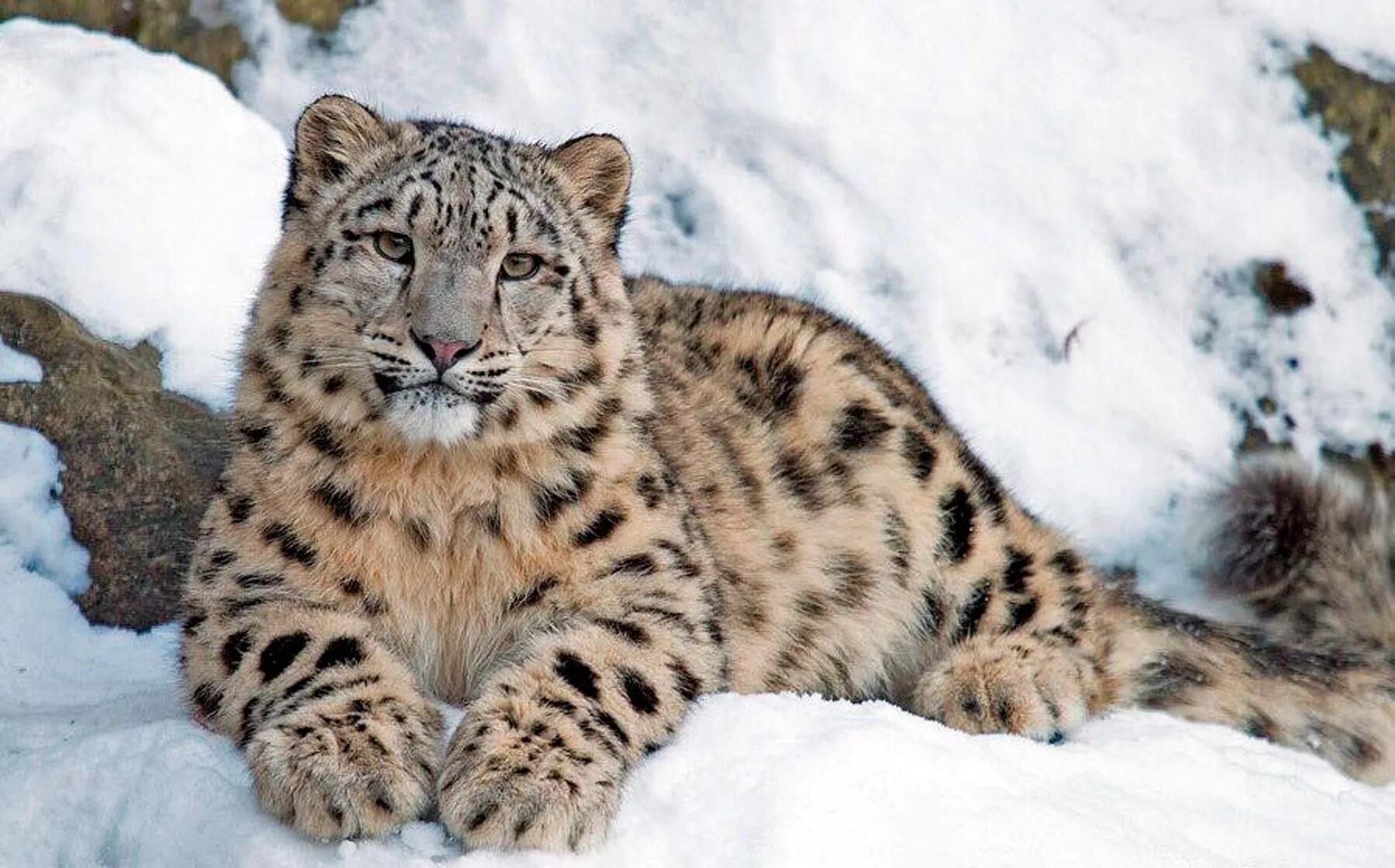 красный ирбис. ирбис красная книга. снежный барс ирбис. снежный барс (ирбис, снежный леопард) детеныш. снежный барс ирбис красная книга.