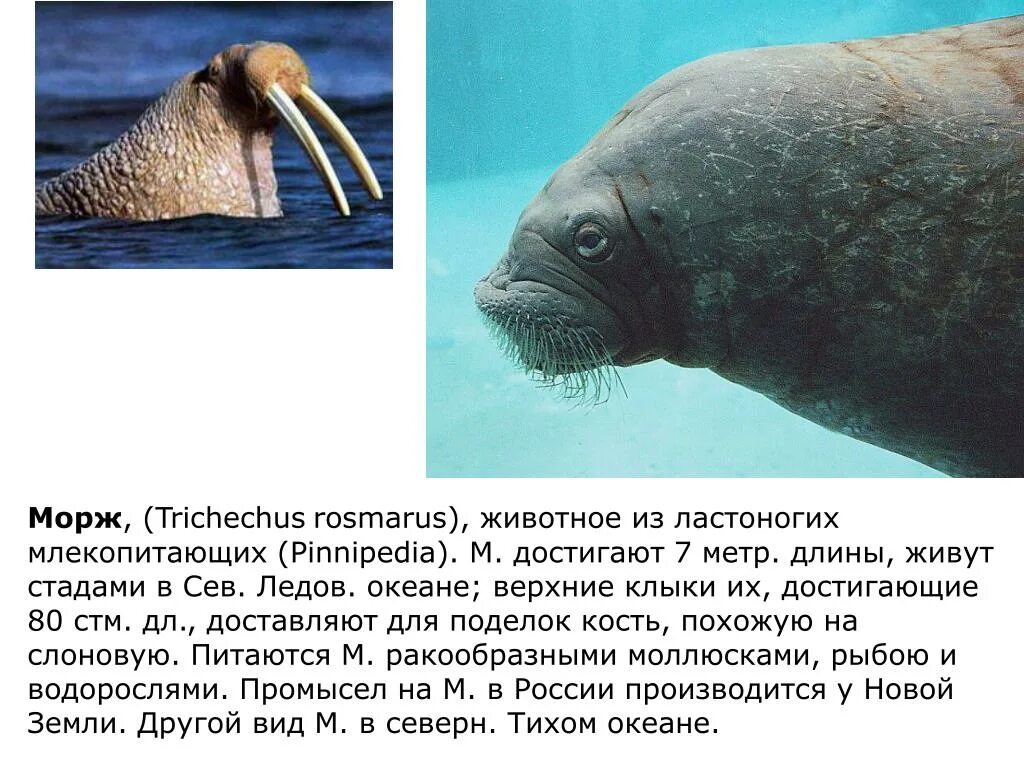 В какой среде обитания морж. Ластоногие млекопитающие морж. морж северного ледовитого океана. обитатели северного ледовитого океана животные. морж это млекопитающее.