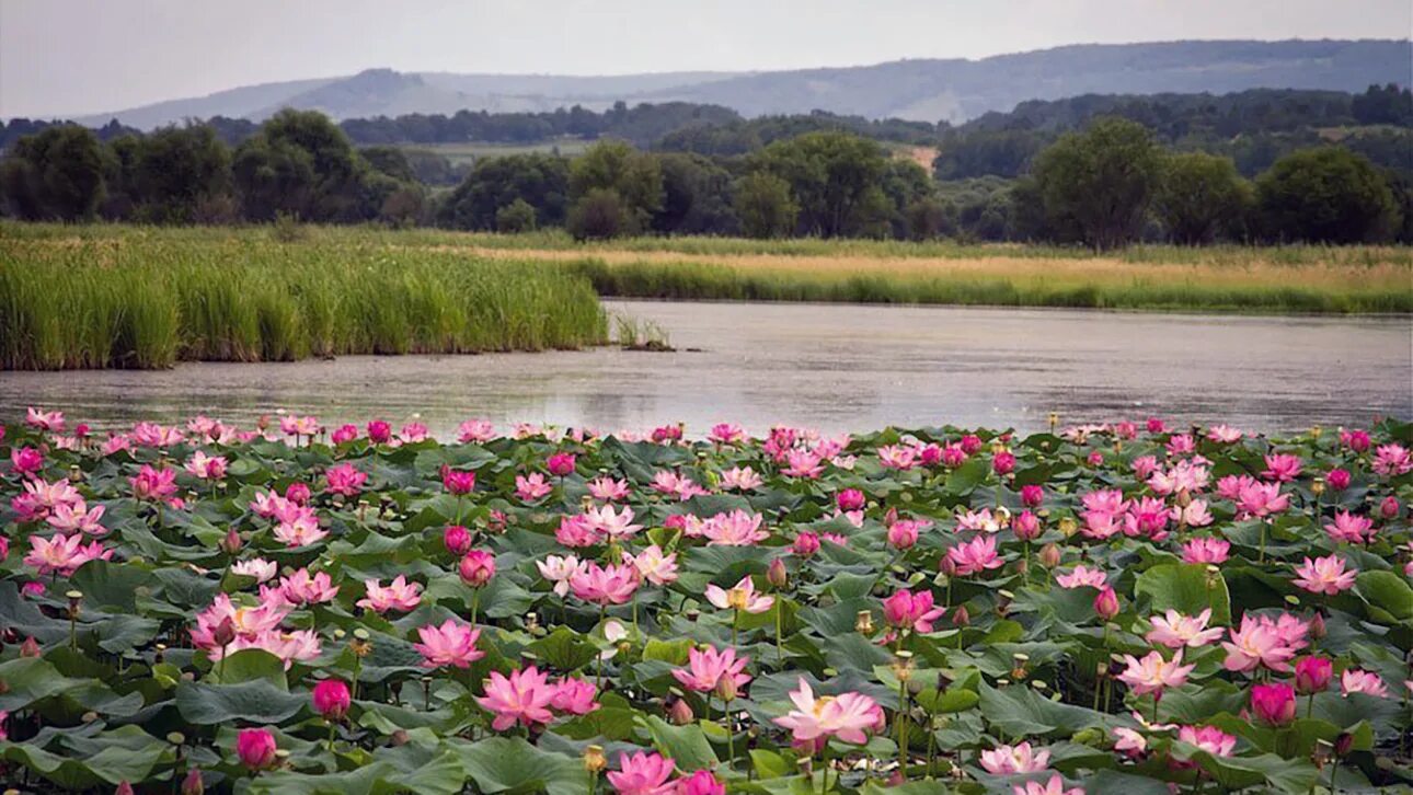 Лотосы в волго-ахтубинской пойме. Ахтанизовский лиман долина лотосов. Озеро лотосов абрау дюрсо. Лебяжья поляна волгоград лотосы. Озеро лотосовое, волгоградская область.