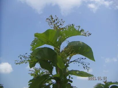 Re plant